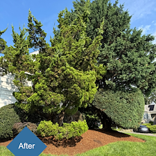 Pruning-Weeding-Mulch-Installation-in-Stratford-CT 4